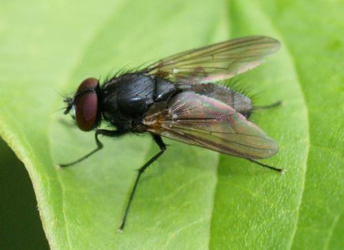 Réf. 251 801 : Hydrotaea sp.